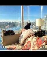 Cat-stle In The Sky - B&B Vancouver
