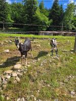 Le temps d'une pause bed and breakfast - B&B Servance