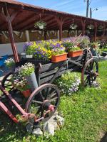 Pensiune Restaurant Rustic Home Tarnaveni - Bed and Breakfast Târnăveni