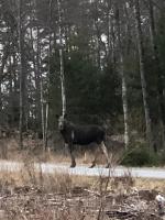 Stuga utanför Fjällbacka - B&B Fjällbacka