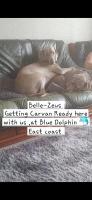 8 Berth Caravan at Blue Dolphin East coast - Ferienwohnung Gristhorpe