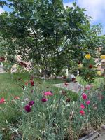 Apartman Smokvica - B&B Belgrado