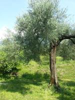 Ca' dei Gatti - Ferienwohnung Toscolano-Maderno