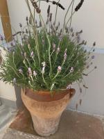 Casita al lado del mar - Bed and Breakfast Sant Andreu de Llavaneres