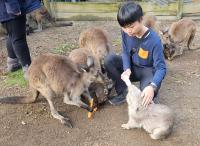 Fauna Australia Wildlife Experience - B&B Lavers Hill