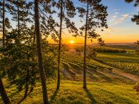 Le cottage des pins chalet sur les vignes - B&B Bonneuil