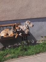 Achim - B&B Schwaan