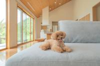 ドギーズ 館山 布良海岸 by GIFTHOUSE - Chambres d'hôtes Tateyama
