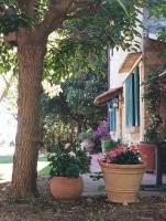 villa ai Lecci - Vada - Chambres d'hôtes Colle Mezzano
