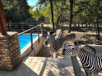 The ChaBo Lodge - B&B Marloth Park