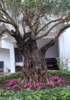 Villa Ana, Palit - Bed and Breakfast Rab