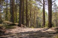 Gnista Glamping - Ferienwohnung Fäboda
