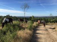 Finca el enebro - B&B Valdemorillo