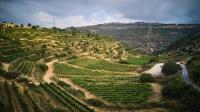 עיינות ספיר - Einot Sapir - B&B Even Sappir