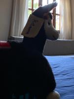 Camera Tripla Standard