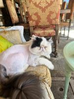 Al frantoio affittacamere pet frendly no B&B service - B&B Pietrasanta