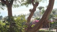 Suite Oasi coral Bay Sharm el Sheikh - B&B Sharm el-Sheikh