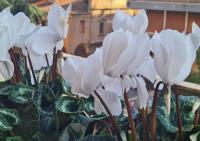 Bologna VIBES - 6 Rooms 7 Baths - Self Check-in - Chambres d'hôtes Bologne