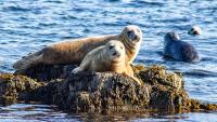 Sailor's Rest Home Share - B&B Anstruther