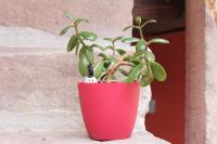 Gîte de l'ours grognon - B&B Dambach-la-Ville