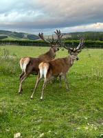 Semeil Farm Holiday Lets - B&B Strathdon