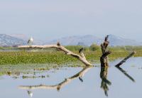 Sunrise Skadar lake - Ferienwohnung Braćeni