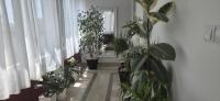 Apartman Linda 1 - B&B Baška Voda