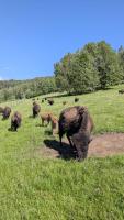 Caldisfarm Bison Lodge I Charmante Ferienwohnung im Landhausstil - Chambres d'hôtes Kašperské Hory