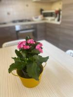 BOBO GUEST HOUSE PULA - private apartment - B&B Pula