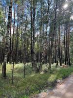Domek pod brzozami - B&B Waszki