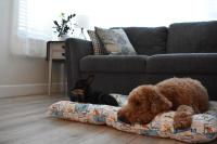Pet-Friendly Cottage 15 Min to St Pete Beach - Ferienwohnung Saint Petersburg