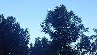 The Blue Crest Gree Haven Lodges - Bed and Breakfast Badulla