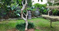 Batan Tingkih Guest House - B&B Ubud