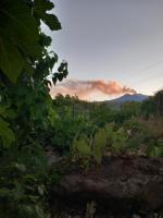 Riccioli dell' Etna - B&B Piedimonte Etneo