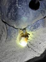 Adventure Turtle Homestay Meru Betiri - B&B Sarongan
