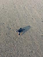 Adventure Turtle Homestay Meru Betiri - B&B Sarongan