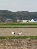 Comfort Stay Abashiri - B&B Abashiri