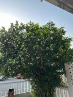 Sea Escape Private House Balcony & Terrace - B&B Takoradze