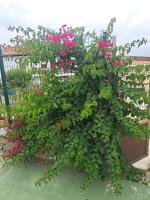 Apartamentos JOSMA - B&B Hinojedo