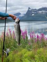 Nice Seaview cabin, between Tamok and Lyngen alps - Chambres d'hôtes Indre Berg