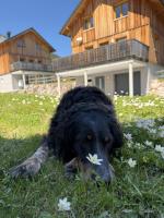 Hideaway Chalets Loser - 6 by AA Holiday Homes - Ferienwohnung Altaussee