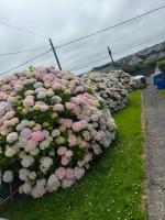 Ann & Andy - B&B Kilkee