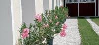Fridolins Family Apartment - Ferienwohnung im Südburgenland - Chambres d'hôtes Markt Allhau