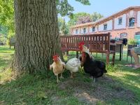 Ferien am Schloss - Wohnung 1 "das Pferd", Ferienwohnung am Badesee - B&B Behren-Lübchin