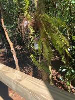 Cabana da Floresta Encantada Fee Haus - Bed and Breakfast Morro Reuter