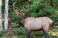 Great for Elk Viewing! Creekside Maggie Valley Gem - Chambres d'hôtes Maggie Valley
