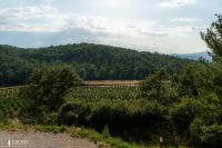 Podere "Le Rondini" in the Heart of Tuscan Countryside - B&B Castello di Montalto