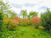 Rigeru - Vacation STAY 11338 - B&B Nasu