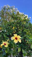 Casa Folha Tropical - Bed and Breakfast Pipa