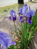 Lavandula - B&B Villa Elisa